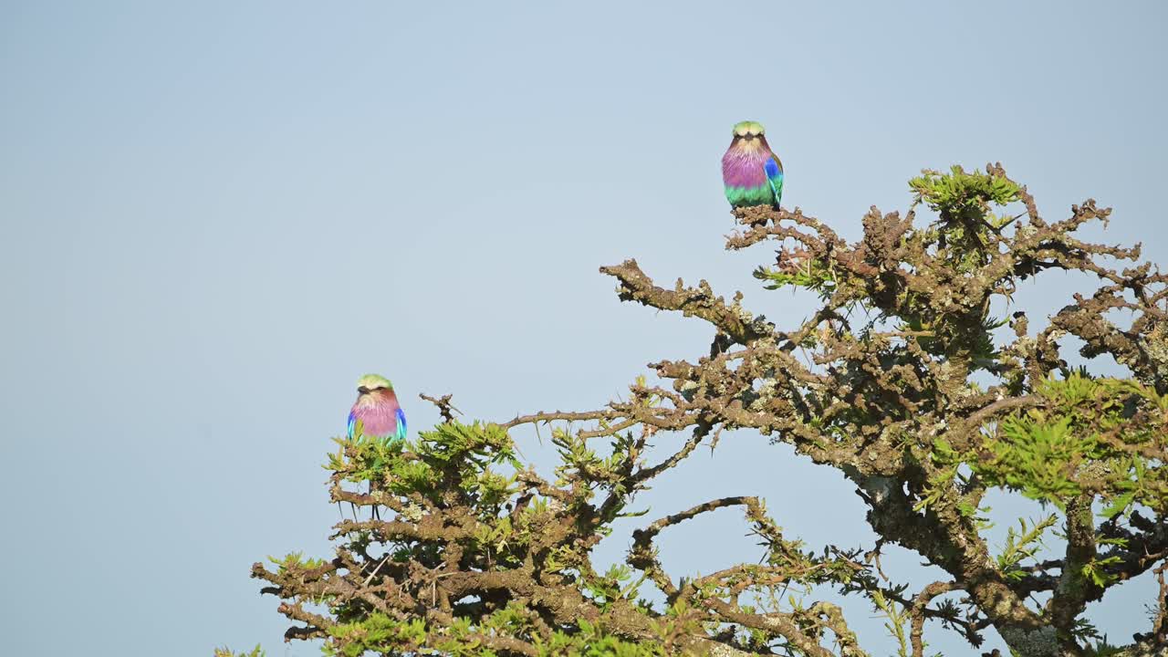 pájaro rodante de pecho lila posado en un arbusto en áfrica, pájaros africanos posados en una rama, ramas de arbustos en un safari de vida silvestre en masai mara, kenia, aves de masai mara