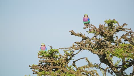 Pájaro-Rodillo-De-Pecho-Lila-Posado-En-Un-Arbusto-En-áfrica,-Pájaros-Africanos-Posados-En-Una-Rama,-Ramas-De-Arbustos-En-Un-Safari-De-Vida-Silvestre-En-Masai-Mara,-Kenia,-Aves-Maasai-Mara