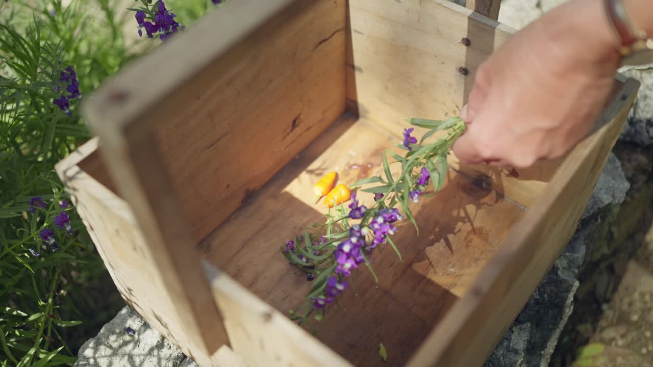 Female hand puts purple flower in wooden box, yellow peppers, Purple toadflax