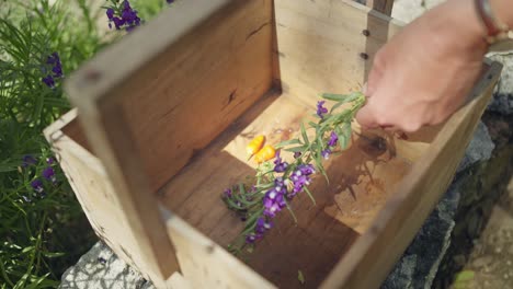 female hand puts purple flower in wooden box, yellow peppers, purple toadflax