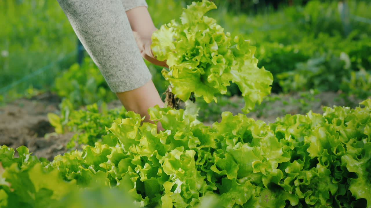фермер срывает свежие листья салата