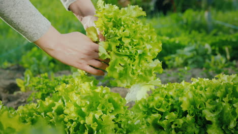 Farmer-Plucks-Fresh-Lettuce-Leaves