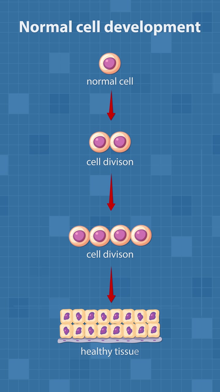 Animated sequence visually explains normal cell development, showing a single cell undergoing multiple divisions to form organized, healthy tissue. Clean, scientific style with vertical flow