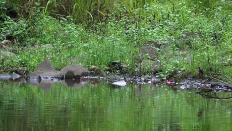 Martín-Pescador-Azul-Buceando-En-El-Agua-En-Busca-De-Presas-En-Un-Estanque-Al-Lado-Del-Bosque