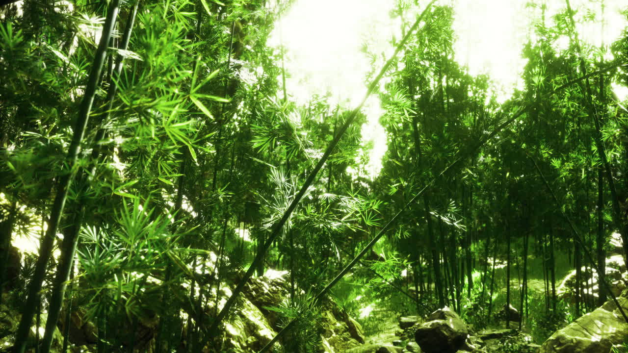 Lush green bamboo forest illuminated by soft sunlight in serene nature
