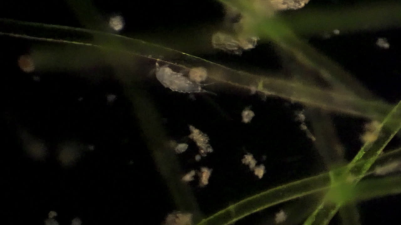 un copépodo microscópico se alimenta