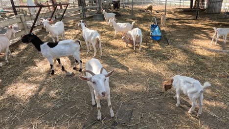 goats interacting and playing around a blue object.