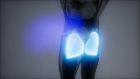 Gluteus-Maximus---Anatomieanimation-Der-Beinmuskulatur