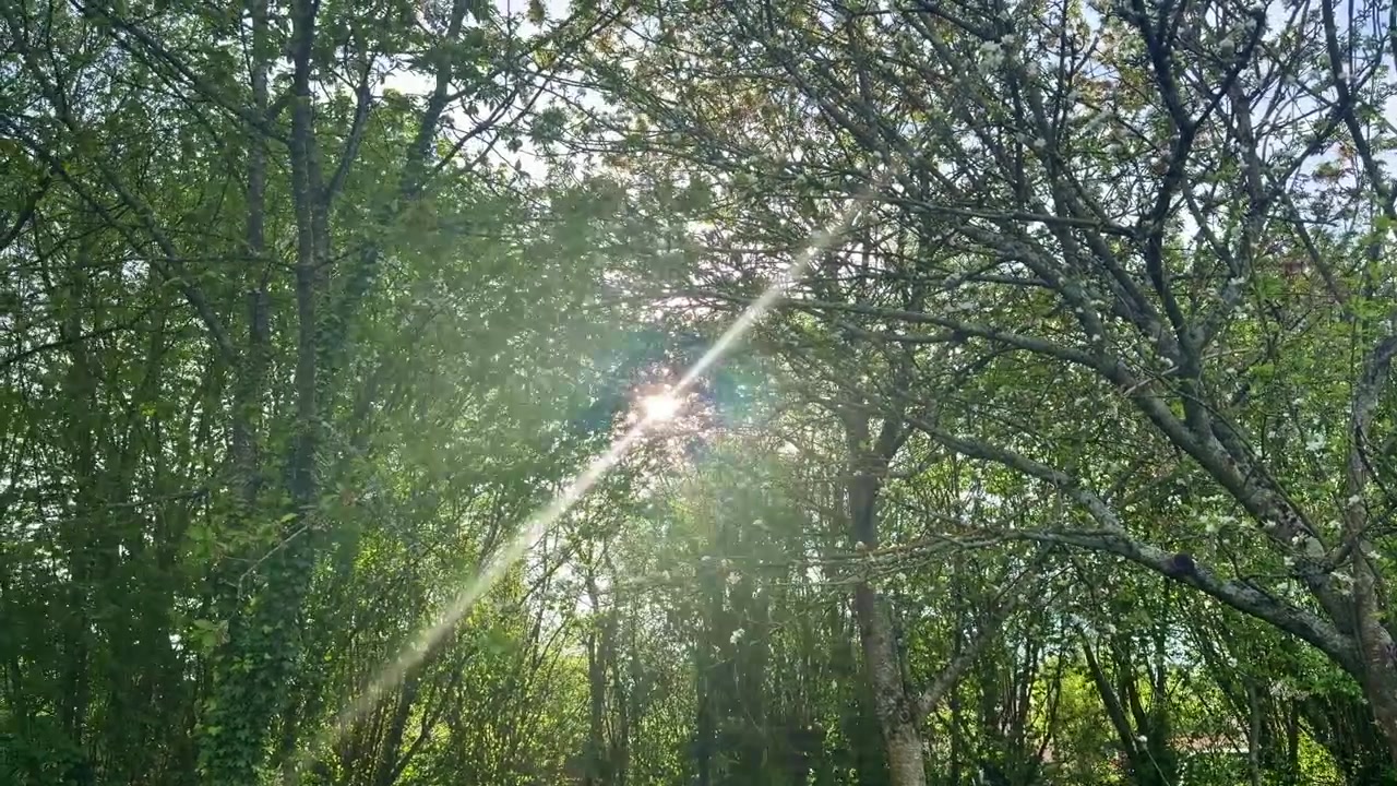 El dosel de árboles caducifolios en primavera muestra rayos de sol a través del follaje verde con una suave brisa moviendo las ramas en un entorno de bosque templado, toma estática en ángulo ascendente.