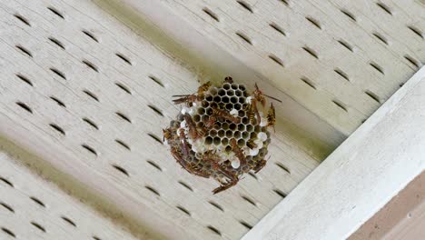 Wasp-nest-on-a-white-house