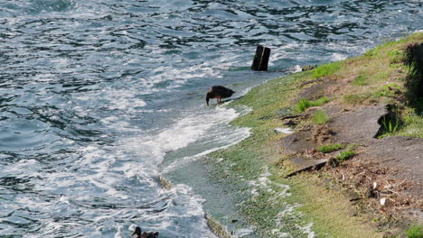 Patos-Caminando-Por-La-Orilla-Del-Lago,-Olas-Rompiendo