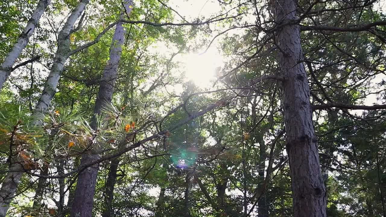 солнце светит из-за деревьев.