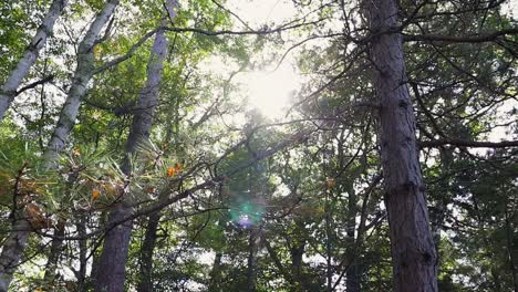 el sol brillando desde detrás de los árboles
