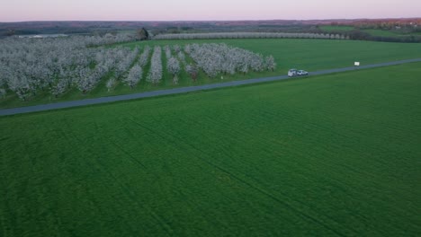 during golden hour, a drone captures a straight path through blossoming plum orchards and lush green lawns in dordogne, france