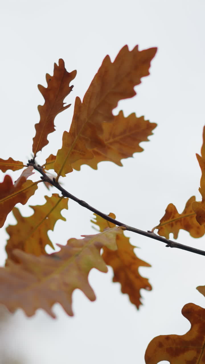 hojas doradas de otoño se balancean suavemente en el viento, unidas a una rama delicada bajo un cielo despejado, texturas nítidas y ricos tonos de follaje estacional contrastan hermosamente contra un fondo suave y borroso