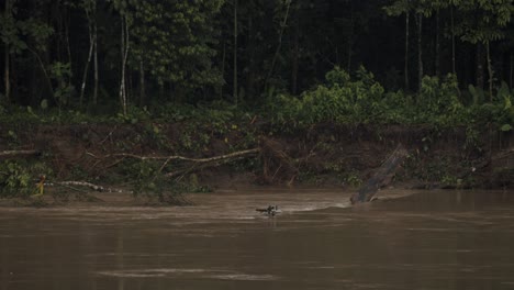 árboles rotos con río que fluye en la selva tropical en la amazonía de ecuador