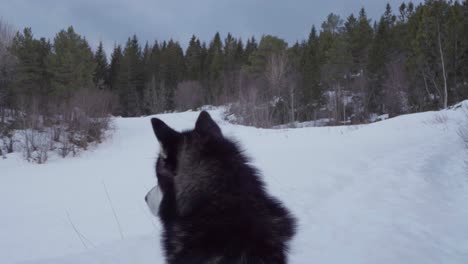 perro malamute de alaska mirando a su alrededor en un paisaje de bosque nevado, vikan, indre fosen, noruega