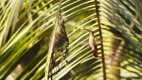 Wide-Shot-Hermit-Humming-bird-arrives-at-the-nest-hovers-in-front-and-then-holds-on-to-the-nest-,-slow-motion