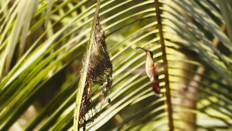 el colibrí ermitaño de tiro ancho llega al nido se cierne al frente y luego se aferra al nido, cámara lenta