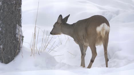 Weißwedelhirsche,-Die-Auf-Der-Suche-Nach-Nahrung-Durch-Den-Schneebedeckten-Wald-Schreiten---Mittlere-Kamerafahrt