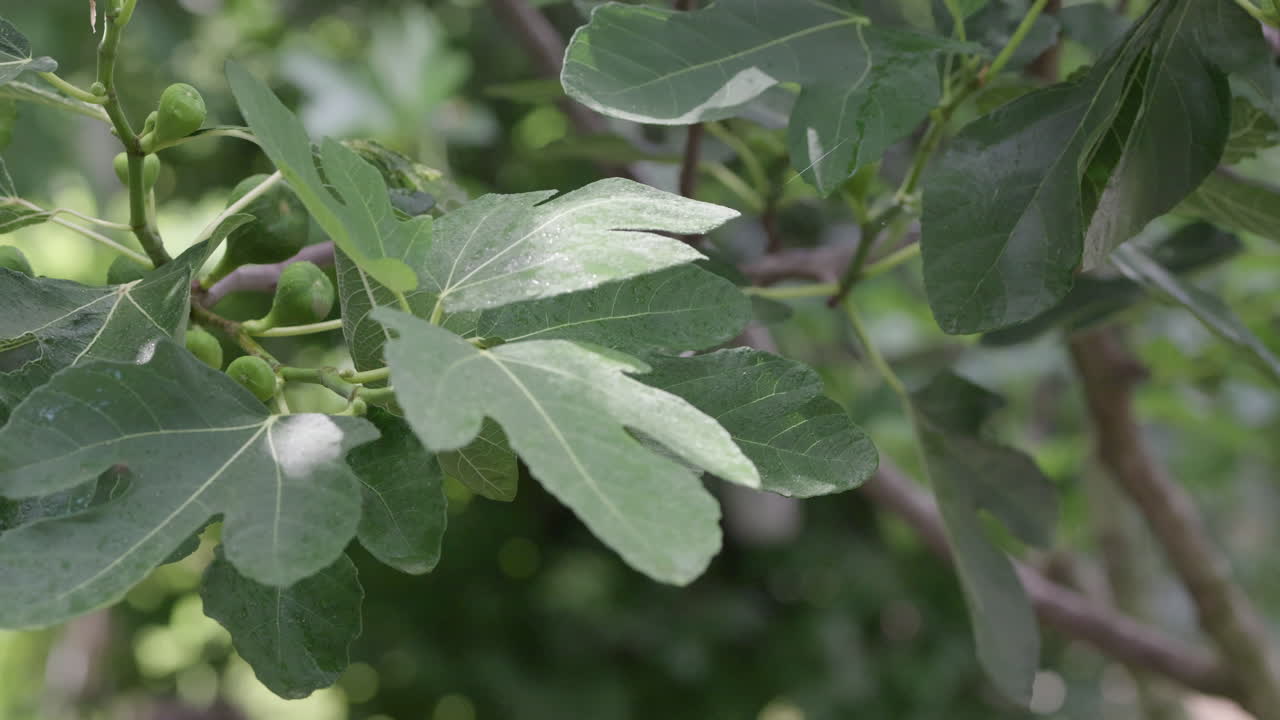 higuera verde con higos inmaduros en la lluvia torrencial