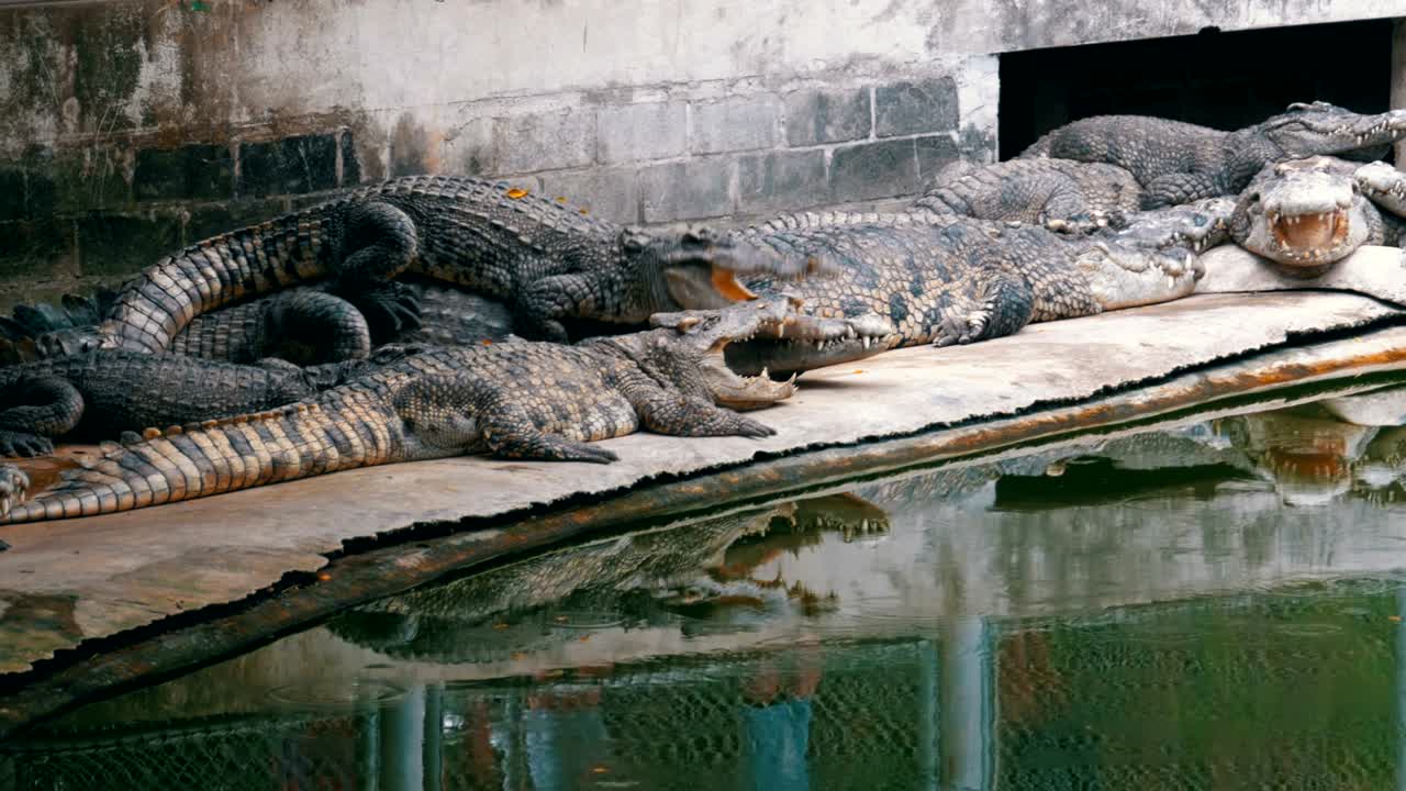 los cocodrilos se encuentran cerca del agua de color verde. río pantanoso fangoso. tailandia. asia