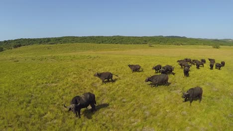 búfalo en la gran reserva de caza de santa lucía