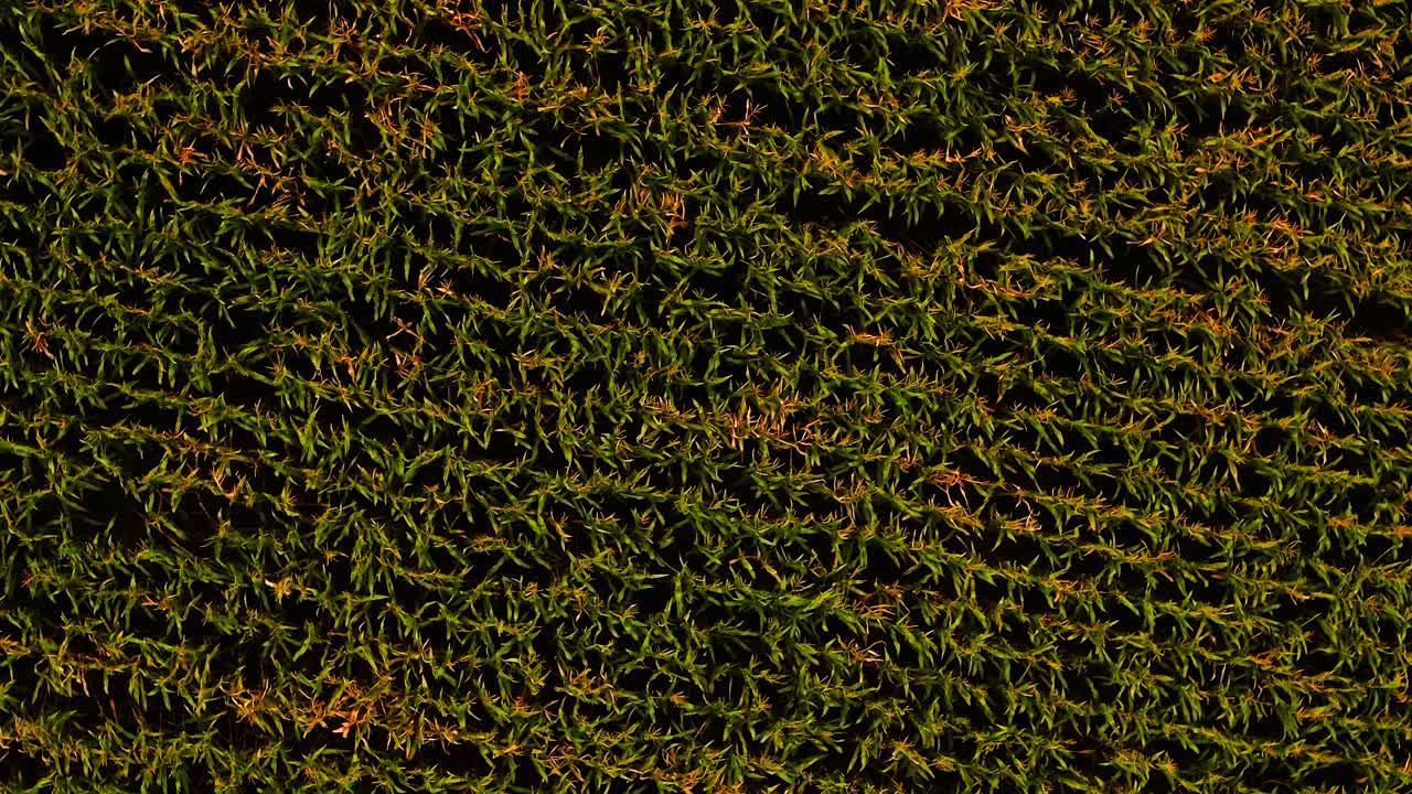 Foto de drone de um campo de milho densamente compactado, com fileiras de plantas verdes e douradas perto da colheita. O padrão uniforme e a textura rica destacam o cultivo de lavouras em grande escala e a organização agrícola.