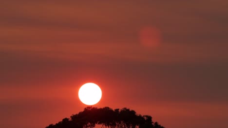 Große-Helle-Sonne-über-Eukalyptusbäumen-Rot-Orange-Himmel-Sonnenuntergang-Zeitraffer-Australien-Victoria-Gippsland-Maffra