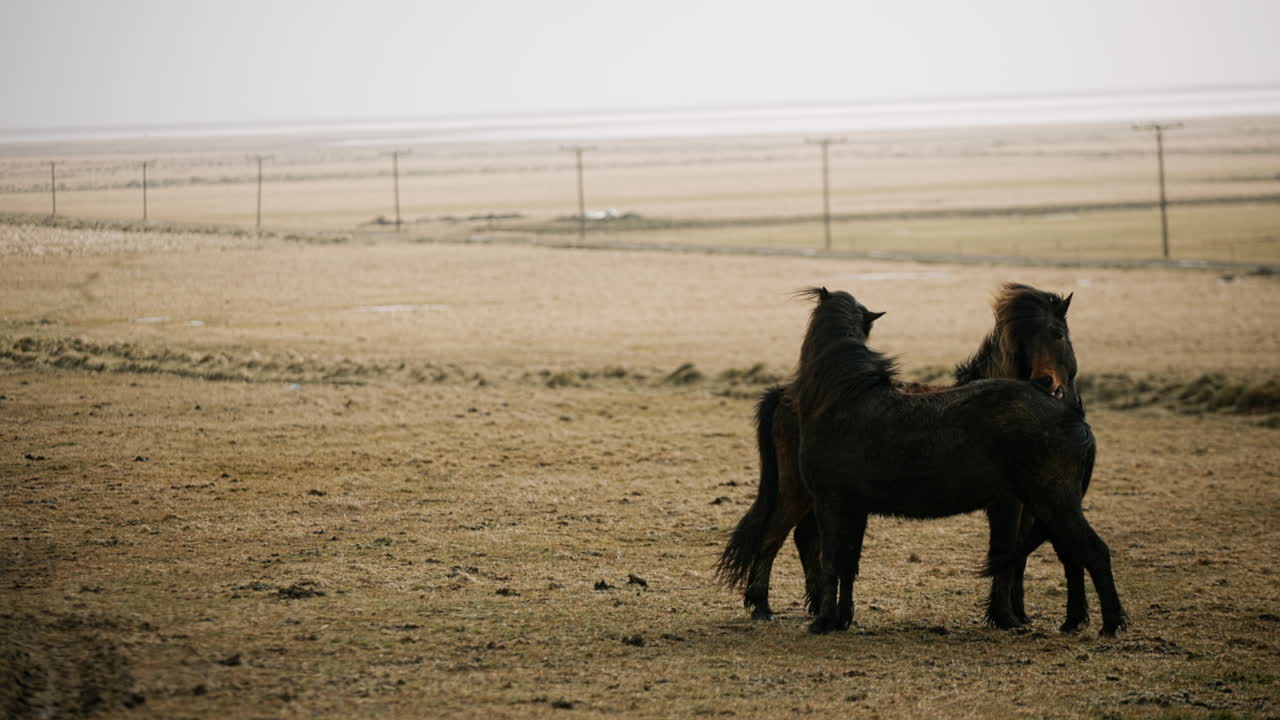 Icelandic Horses in a Field