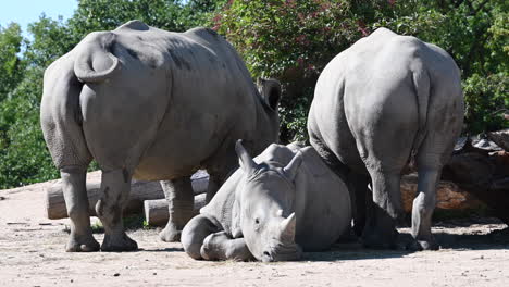 zoological-park-of-France:-three-rhinoceros-viewed-from-behind,-sunny-day