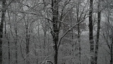 La-Nieve-Cae-Suavemente-Mientras-El-Día-Se-Convierte-En-Noche