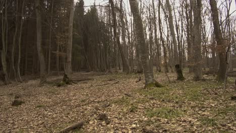 paisaje del bosque hoia baciu en rumania