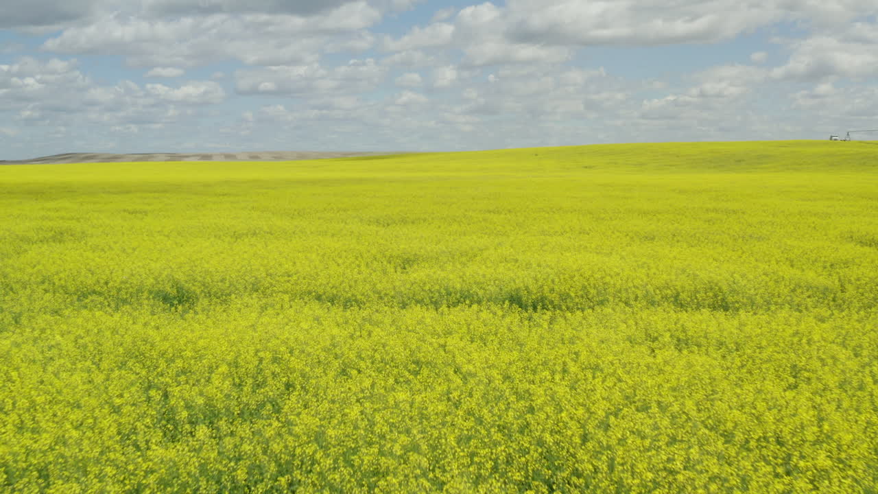 hermoso campo de flor de canola amarilla balanceándose en el viento, antena baja