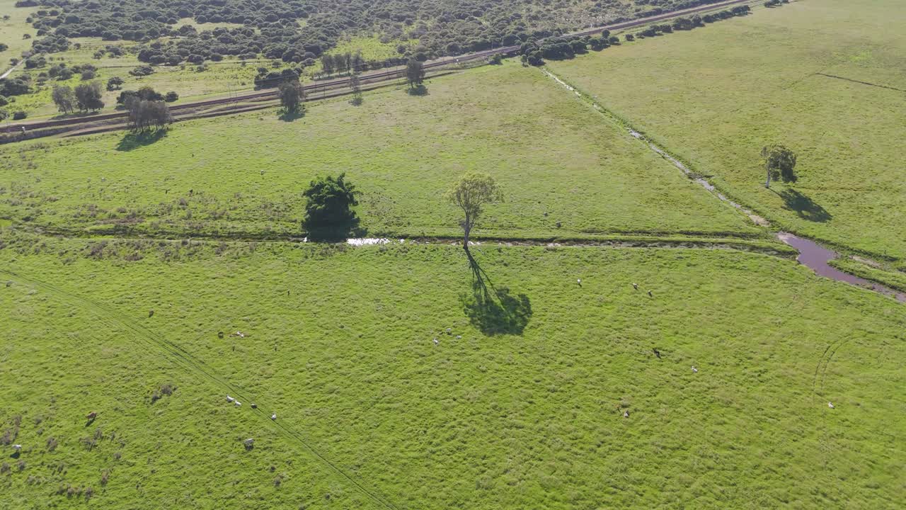 el tren se mueve a través de un exuberante paisaje agrícola.