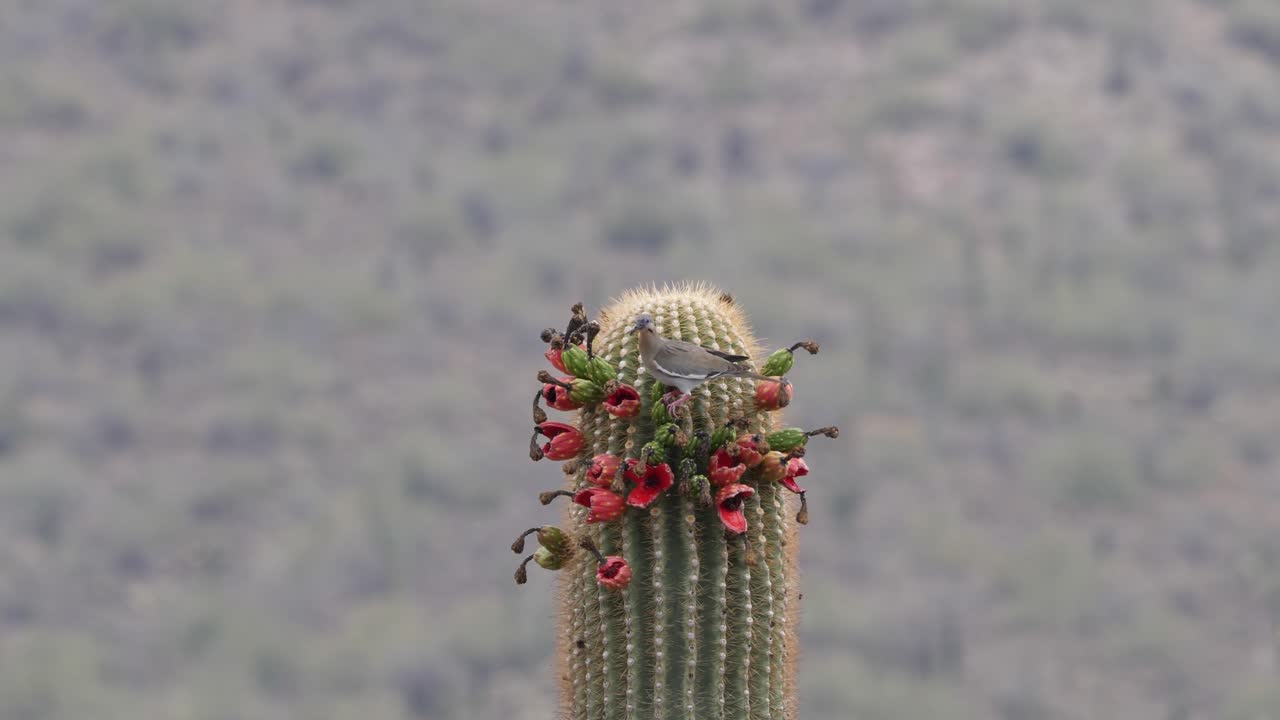 fruta saguaro siendo devorada por una paloma en el calor del verano