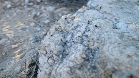 colony of red fire ants carrying bits and pieces of leaves and food on the white sand ground of arizona