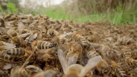 bee colony on the ground in green grass, during swarming, dordogne - france