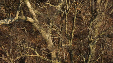 Árboles-Secos-Con-Ramas-Sin-Hojas-En-El-Bosque-Cerca-Del-Lago-Flint-Creek,-Arkansas,-EE.UU.