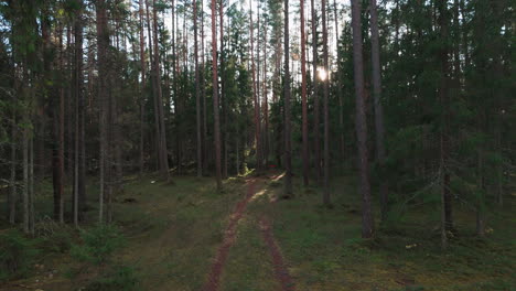 Dynamische-Drohnenaufnahme-Eines-Wunderschönen-Waldes-Mit-Discgolfspiel