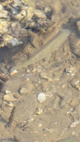 observación de peces pequeños y plantas acuáticas bajo el agua.