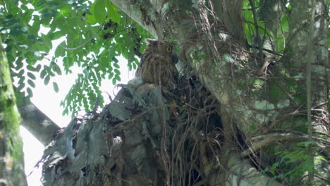 Búho-Leucocitario-Con-Mochuelo-Anidando-En-Un-árbol-En-El-Parque-De-Humedales-De-Hampstead,-Singapur