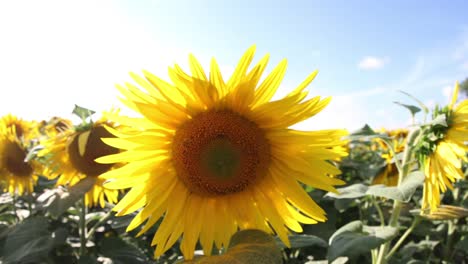 Girasol-Timelapse4