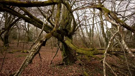 Sehr-Dunkle-Buche-Im-Wald