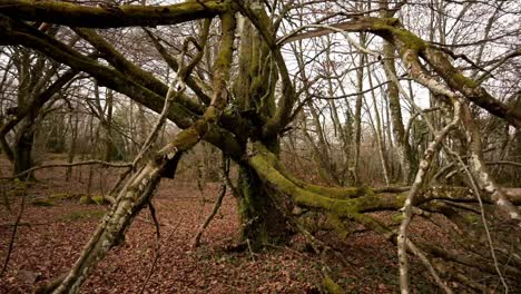 árbol de haya muy oscuro en el bosque