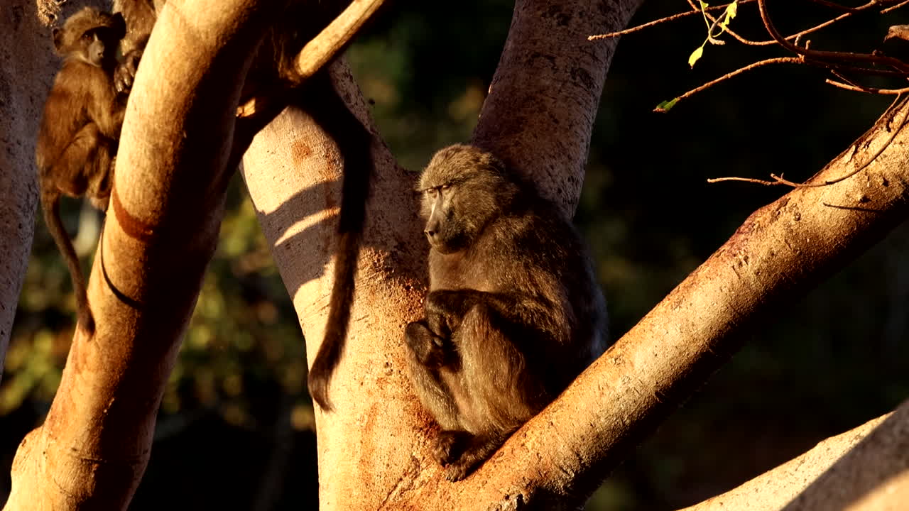 Yawning baboon perched on tree branch basks in early morning sunrise light
