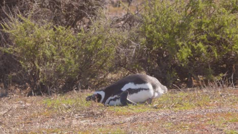 Un-Pingüino-De-Magallanes-Herido-Lucha-Por-Caminar-Y-Cae,-Toma-Un-Descanso-Y-Se-Pone-De-Pie