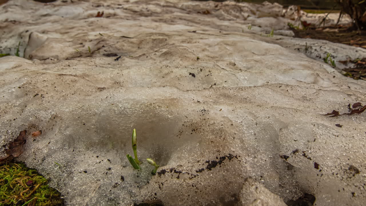 봄 꽃을 드러내는 햇빛에 녹는 더러운 겨울 눈