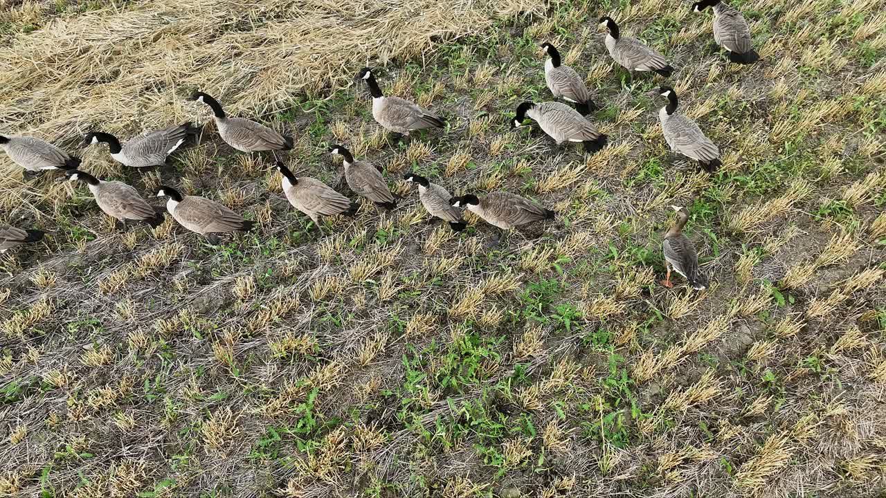 Canada geese walking around in a swathed barley field