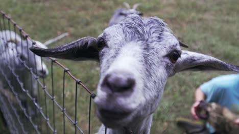 Curious-and-Hungry-Nubian-Goat-Up-Close-on-a-Farm-with-Playful-Great-Pyrenees-Border-Collie-Puppy-with-Farmer-in-the-Background